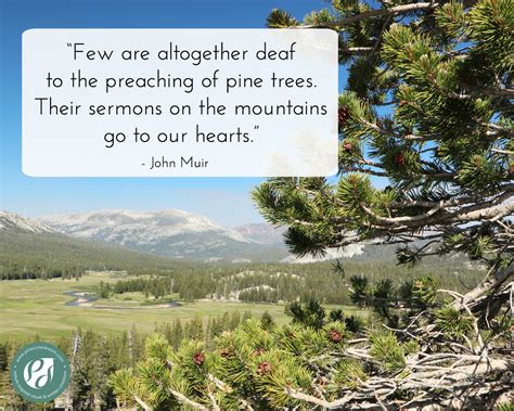 pine trees quotes